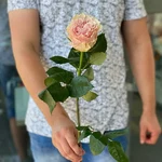 Розы