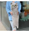 Кот британский 70 см